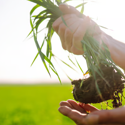agriculture